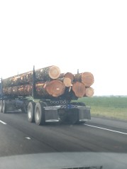 More Death of an Old Growth Forest